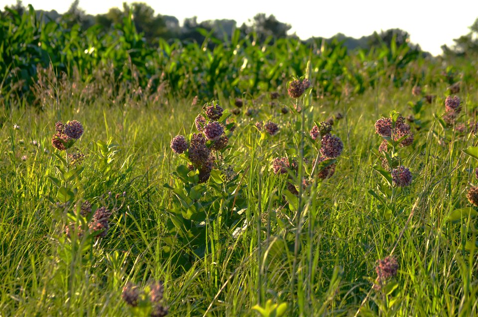 Common milkweed next to a corn field photo