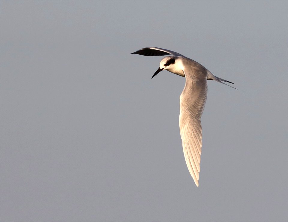 389 - FORSTER'S TERN (12-04-2021) convention center, south padre island, cameron co, tx -02 photo
