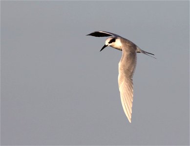 389 - FORSTER'S TERN (12-04-2021) convention center, south padre island, cameron co, tx -02 photo