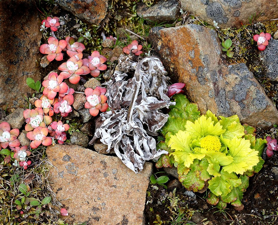 Sanicula arctopoides (Footsteps of spring) ( (03-05-2022) point st george, del norte co, ca (1)