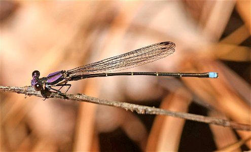 DANCER, BLUE-TIPPED (Argia tibialis) (05-15-2023) jones lake state park, bladen co, nc -02 male