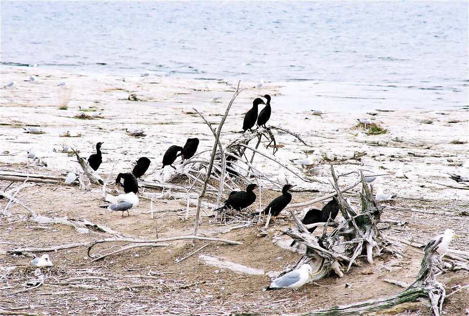 Cormorants and gulls on Gravel Island