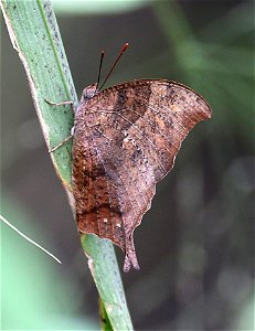 LEAFWING, PALE-SPOTTED (Anaea pithyusa) (12-06-2022) national butterfly center, hidalgo co, tx -01