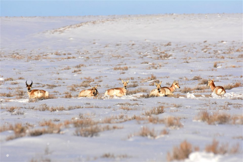 Pronghorn on Seedskadee National Wildlife Refuge