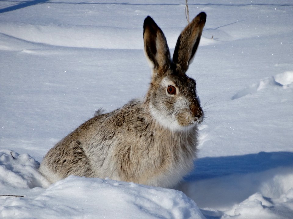 White-tailed Jackrabbit Lake Andes Wetland Management District South Dakota
