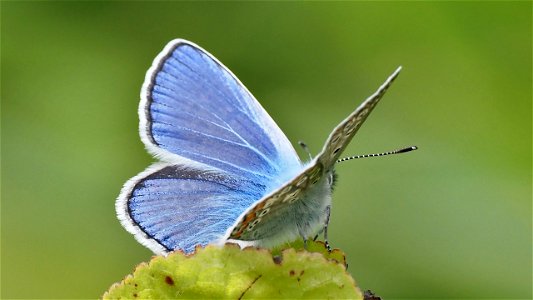 Polyommatus icarus (Hauhechel-Bläuling) Männchen, retrolaterale Ansicht
