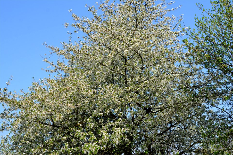 Spring ,April 2023