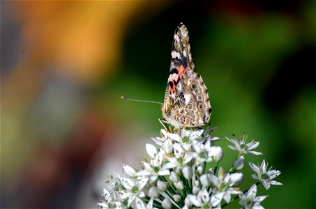 Painted lady on scallion
