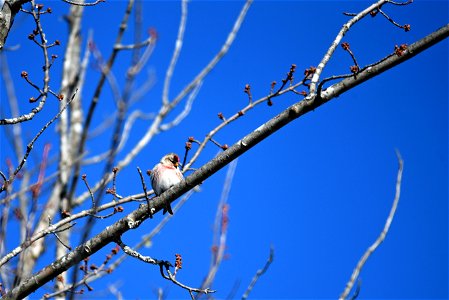 Common redpoll photo