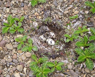 Semipalmated Plover nest photo