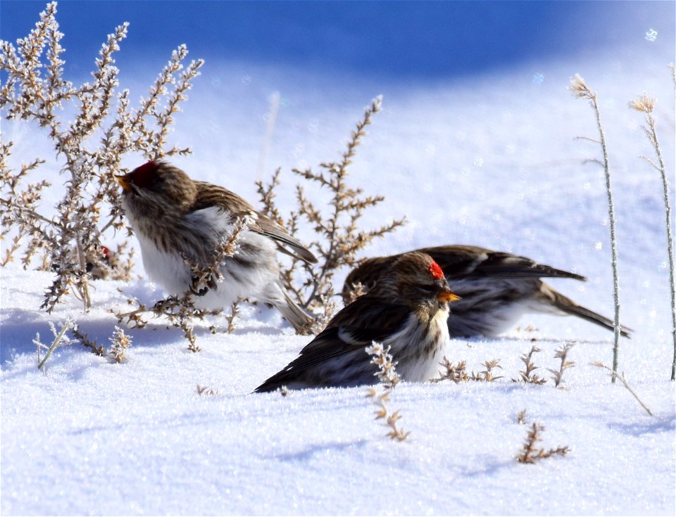 Common redpoll at Seedskadee National Wildlife Refuge