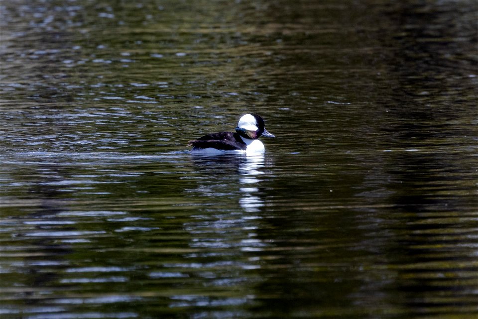 Bufflehead (Bucephala albeola) near Yellowstone Lake