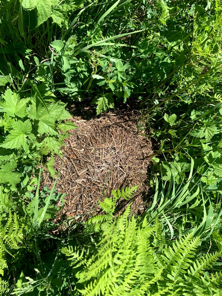 Green Mountain Trail, Mt. Baker-Snoqualmie National Forest. Photo By Sydney Corral June 28, 2021