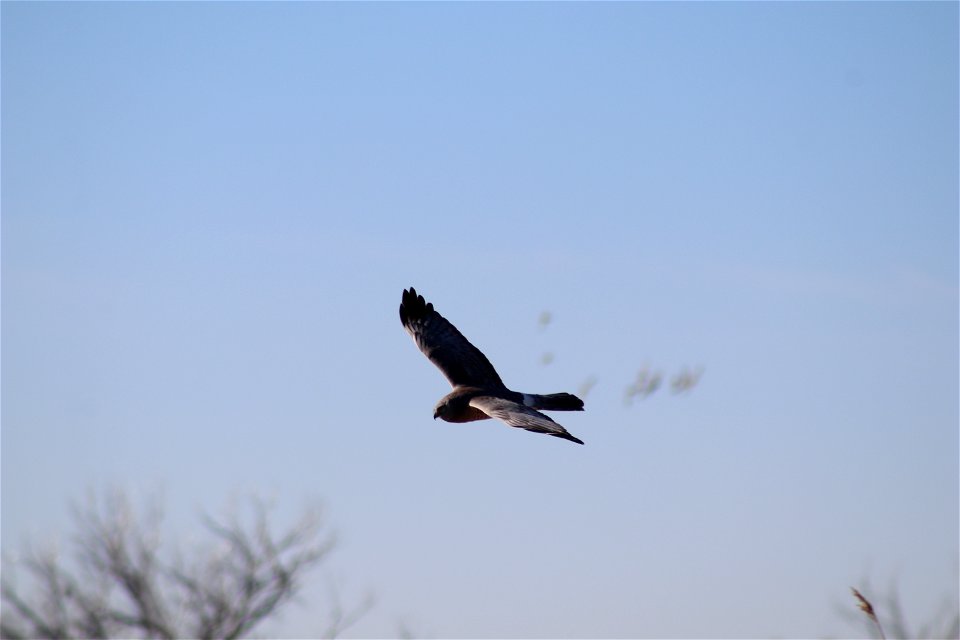 Northern Harrier Owens Bay Lake Andes National Wildlife Refuge South Dakota