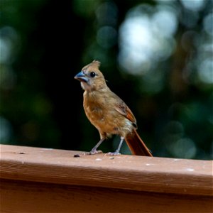Day 206 - Juvenile Cardinal. You can tell she's young because of the black beak. photo