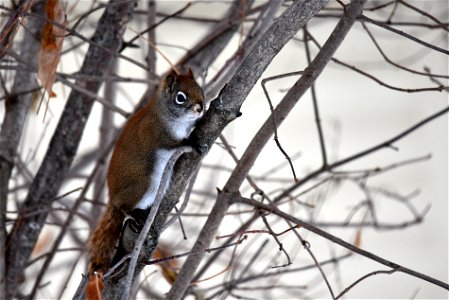 Red squirrel photo
