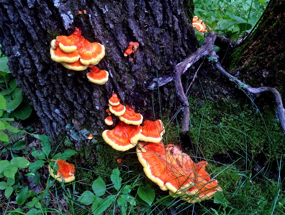 Chicken of the woods fungus