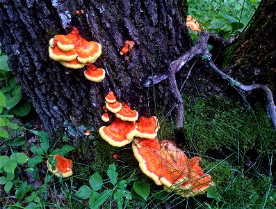 Chicken of the woods fungus photo
