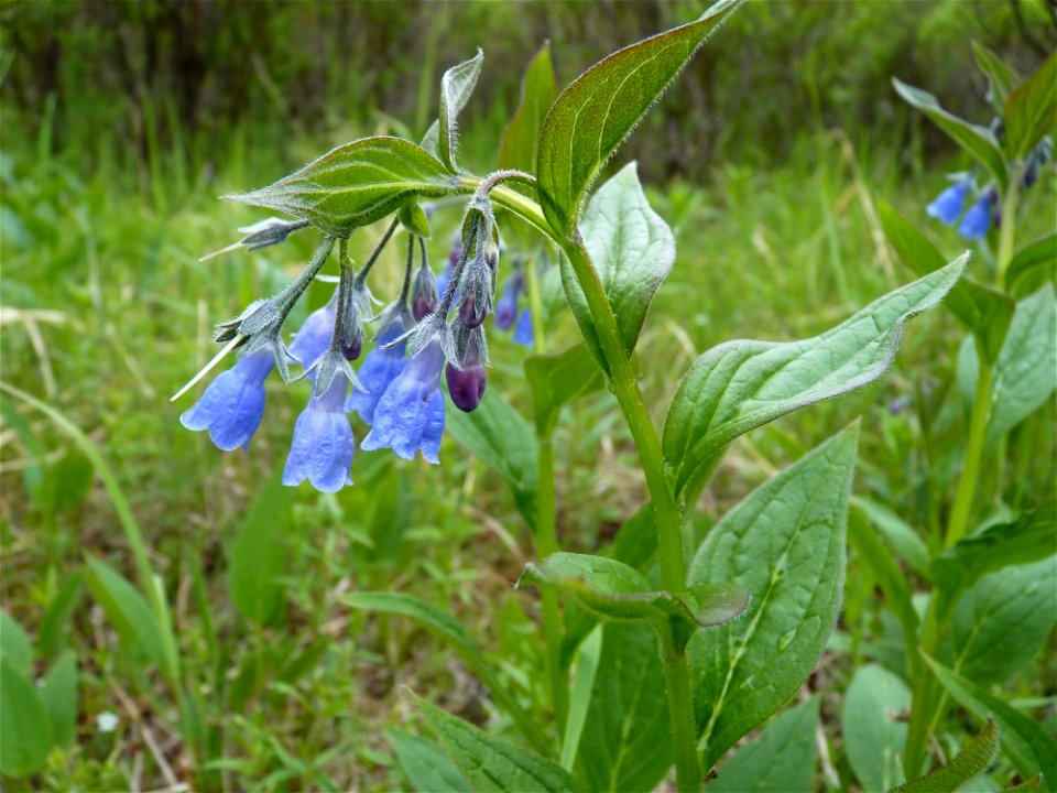 Bluebell_6-27-10 photo