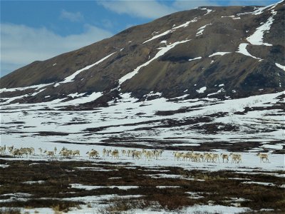 Caribou in Kilbuck Mountains