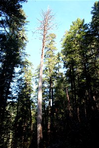 img_2253_sugar-pine-snagjpg_49364508516_o photo