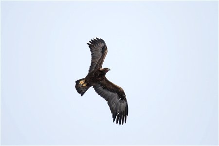 Golden Eagle in Flight on the National Elk Refuge photo