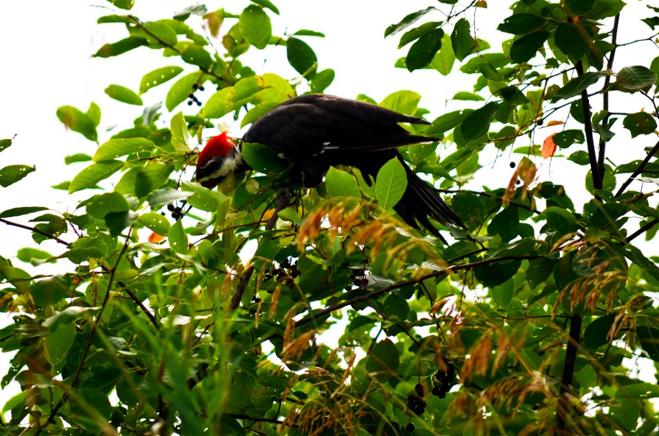 Pileated Eating Chokecherries