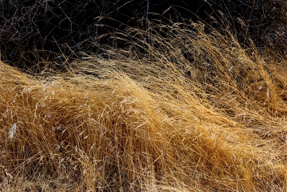 Invasive grasses photo