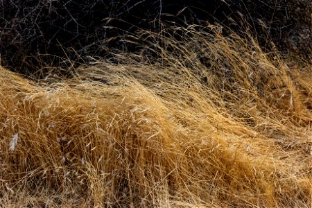 Invasive grasses photo
