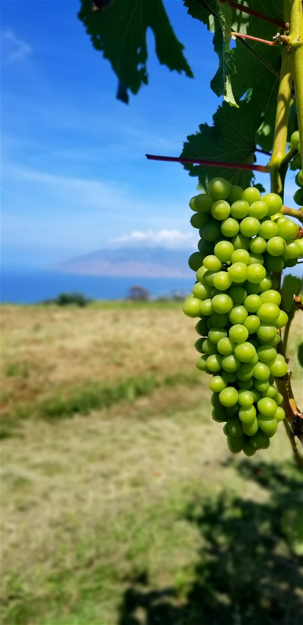 Upcountry Vineyard