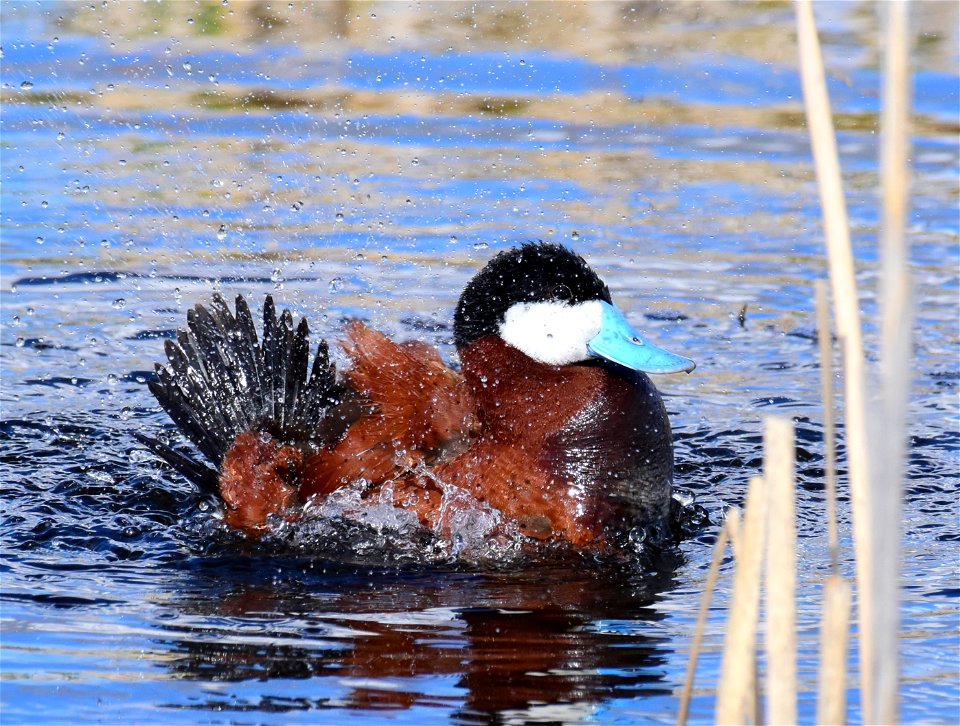 Ruddy duck at Seedskadee National Wildlife Refuge