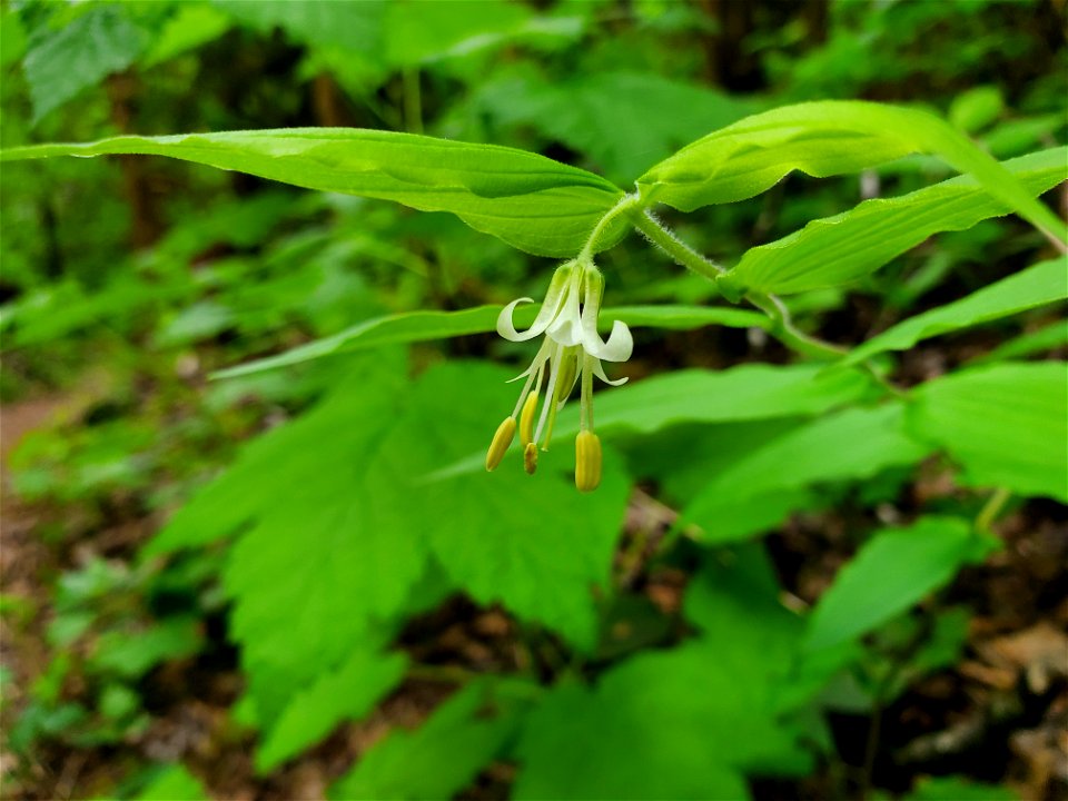 Hooker's Fairybell, Mt. Baker-Snoqualmie National Forest. Photo by Anne Vassar May 17, 2021.