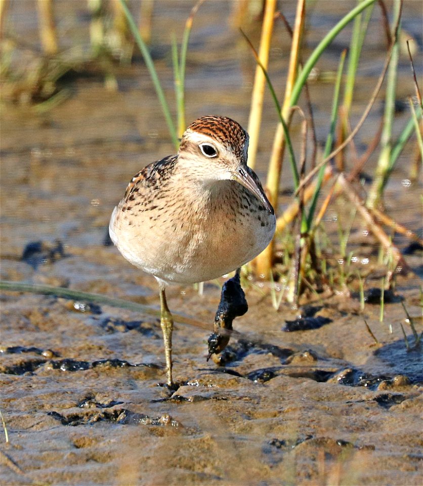 321 - SHARP-TAILED SANDPIPER (9-11-2021) lake tolowa, del norte co, ca (18) juvenile