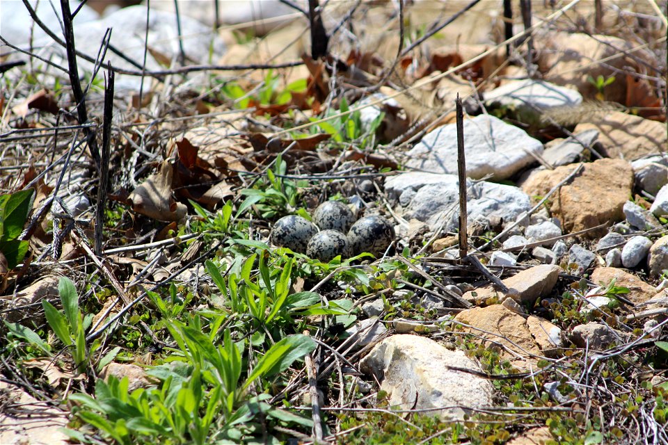 Eggs in a Killdeer Nest photo