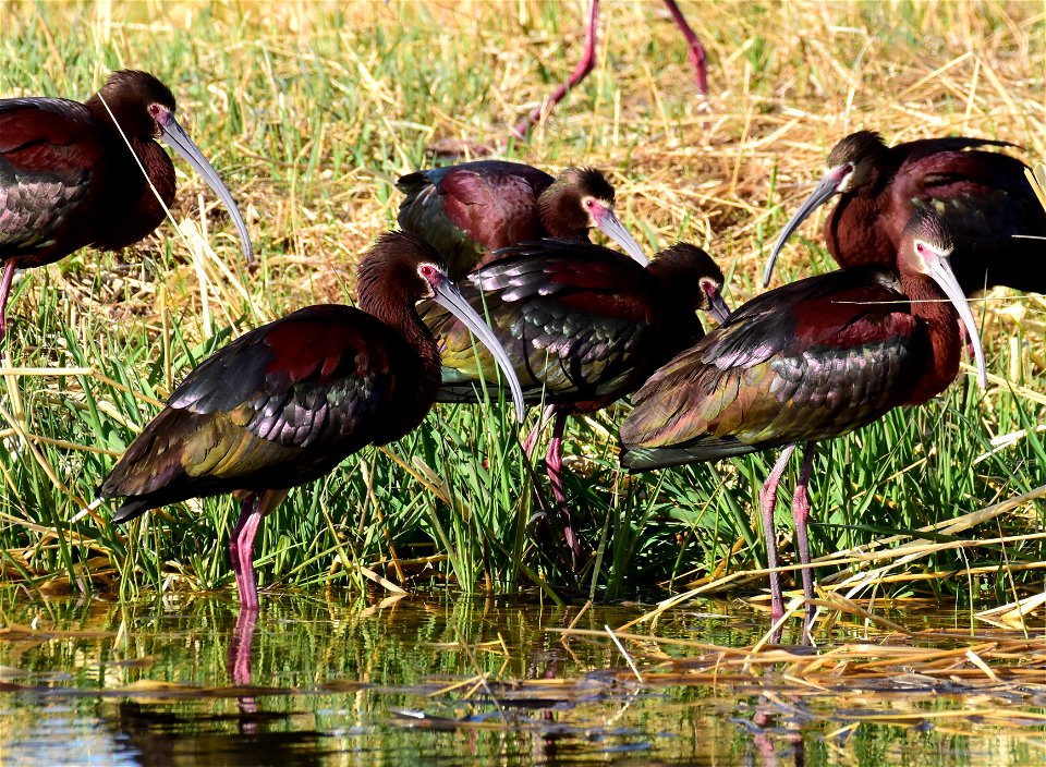 White-faced ibis at Seedskadee National Wildlife Refuge