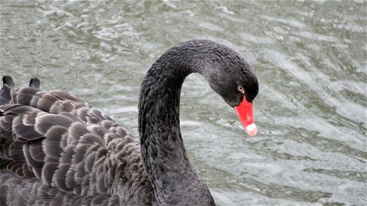 Black Swan