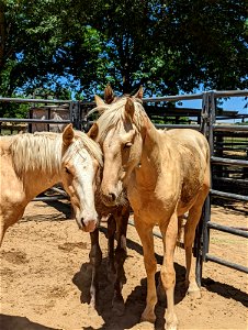 Wild Horse & Burro Adoption at Rancho Murieta