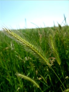 ordeum secalinum Schreb., 1771