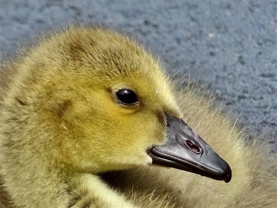 Canada  Geese Goslings in a puddle.