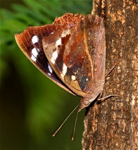 PURPLEWING, FLORIDA (Eunicia tatila) (02-25-2023) national butterfly center, hidalgo co, tx -03