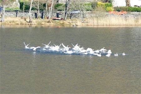 "Whoop Whoop! It's Playtime", say swans. photo