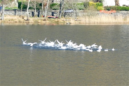 "Whoop Whoop! It's Playtime", say swans.