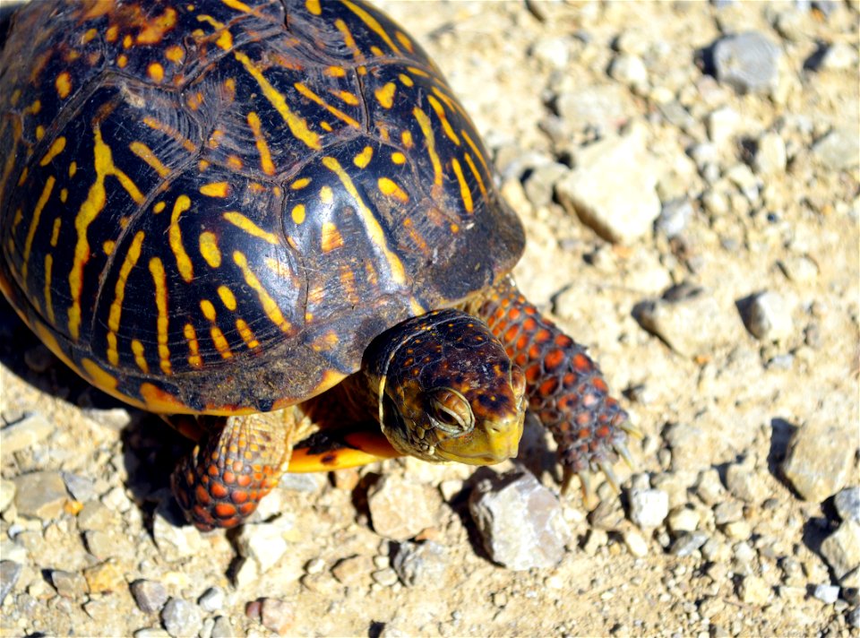 Ornate box turtle crossing the road photo