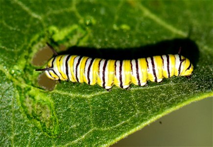Monarch caterpillar at Seedskadee National Wildlife Refuge photo