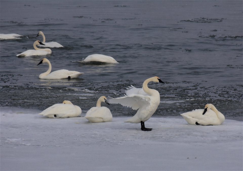Trumpeter swan at Seedskadee National Wildlife Refuge