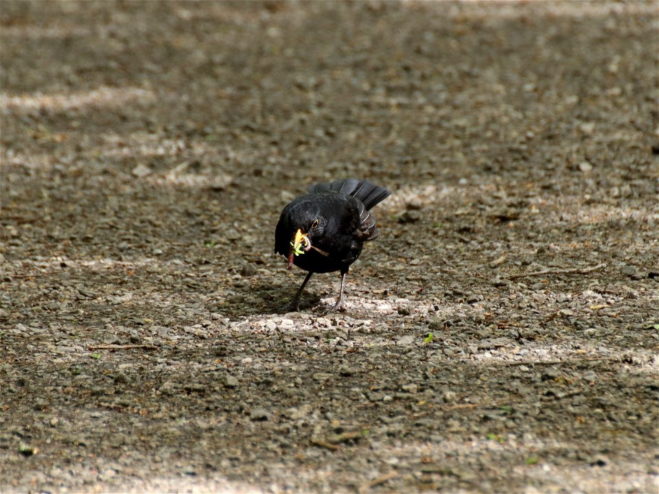 Blackbird photo