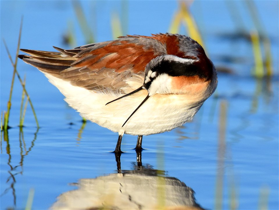 Wilson's phalarope at Seedskadee National Wildlife Refuge