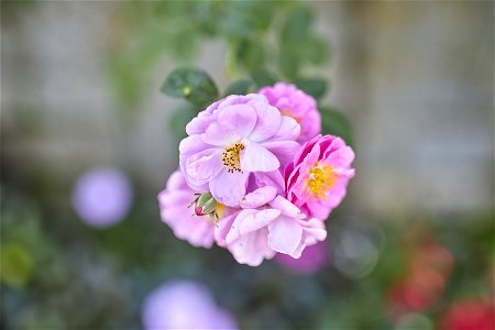 NLB_2664_1
