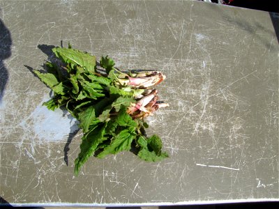 Wild rhubarb 4