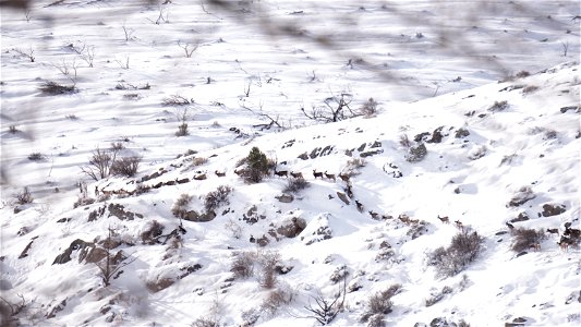 2023 Mule Deer Migration